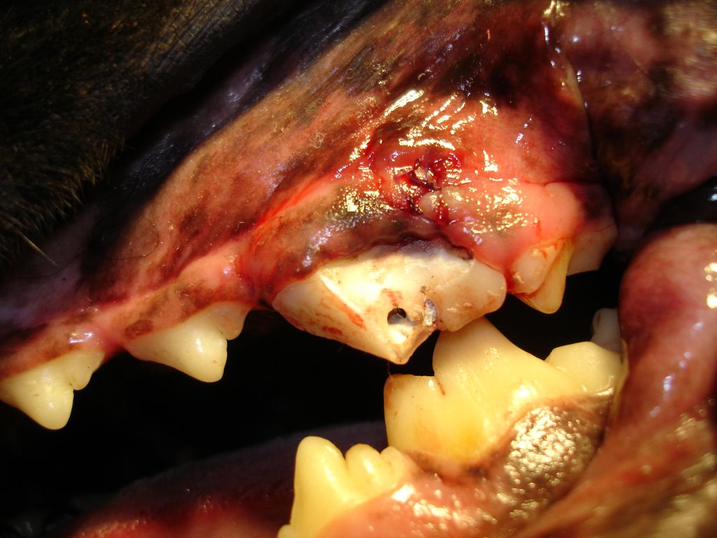 Endodontické ošetření tohoto zubu