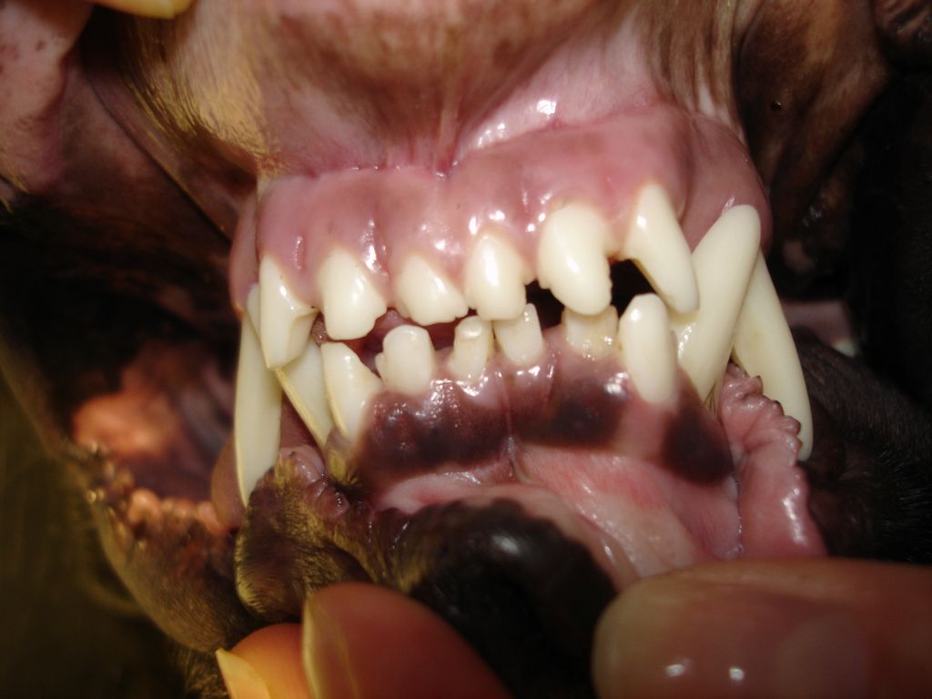 Zdravé dásně u psa